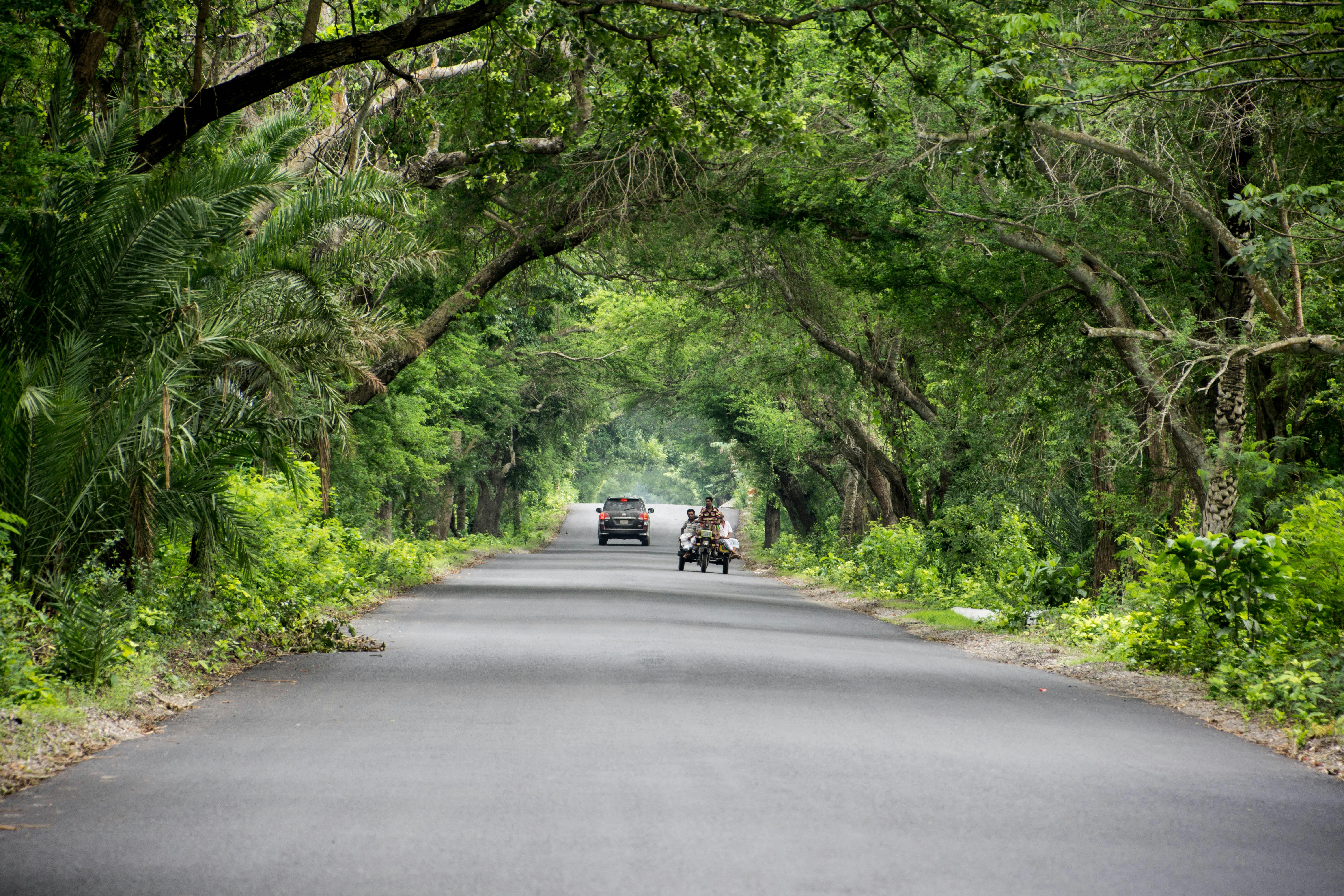 Nature Image