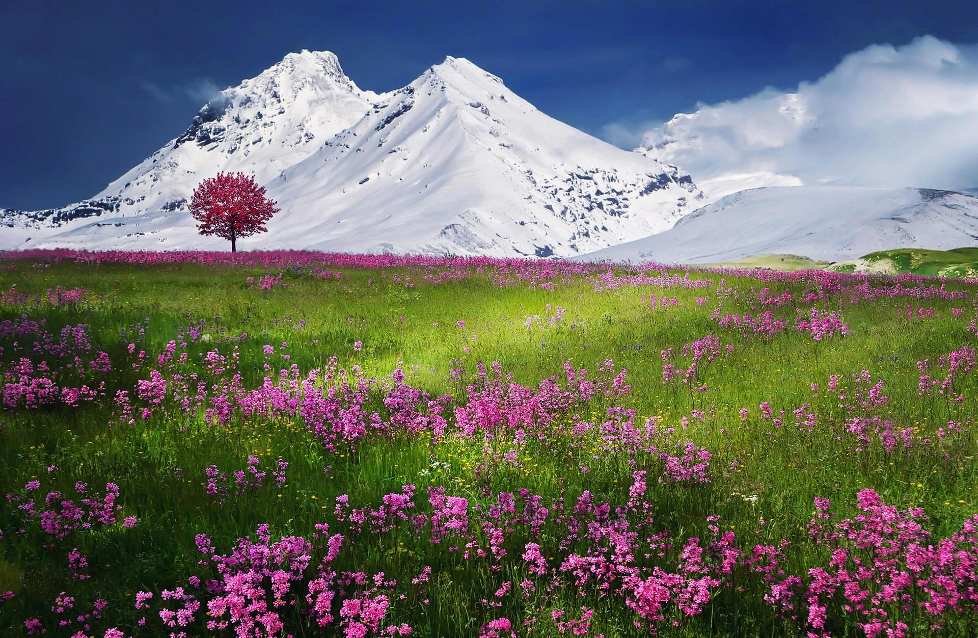 Nature Image